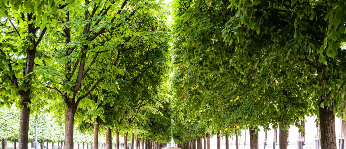 Singing Trees au Palais Royal  © Thomas Amouroux